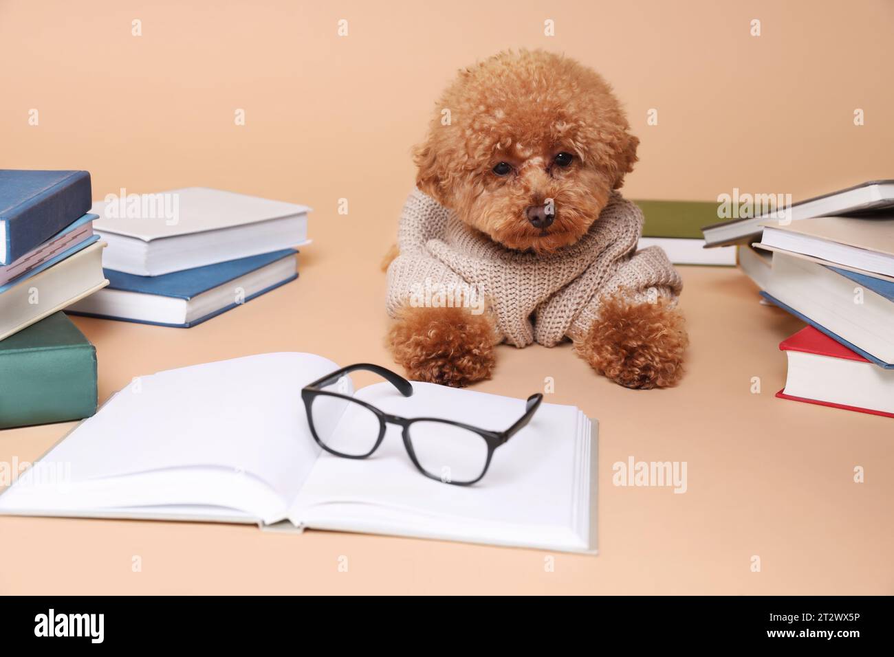 Maltipoo sweaters top