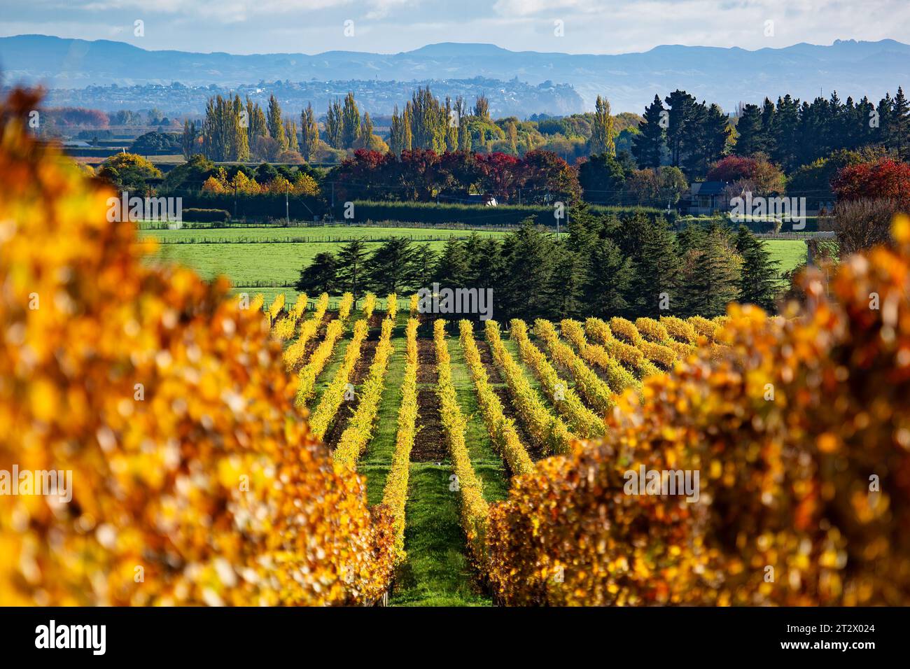Growing grapes on the rows of vines in the Hawkes Bay Stock Photo Alamy