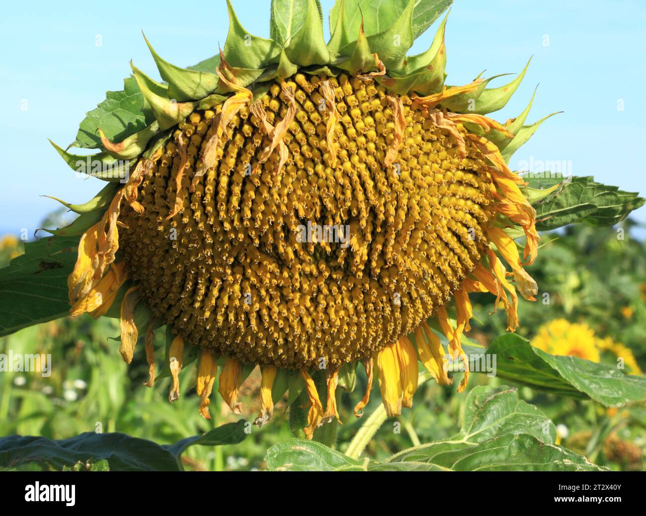 Sunflower, seed head, sunflowers, oil Stock Photo Alamy