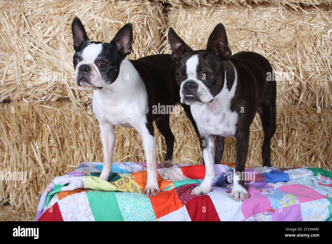 2 Boston Terriers staning on a quilt in front of hay bales Stock Photo ...