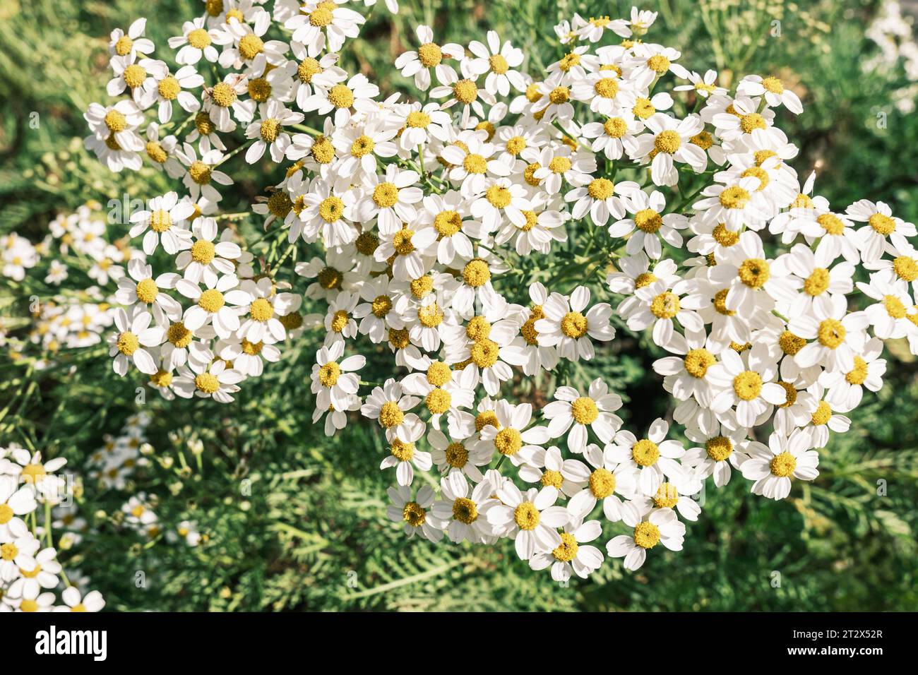Corymbflower tansy or scentless feverfew or tanacetum corymbosum closeup. Stock Photo
