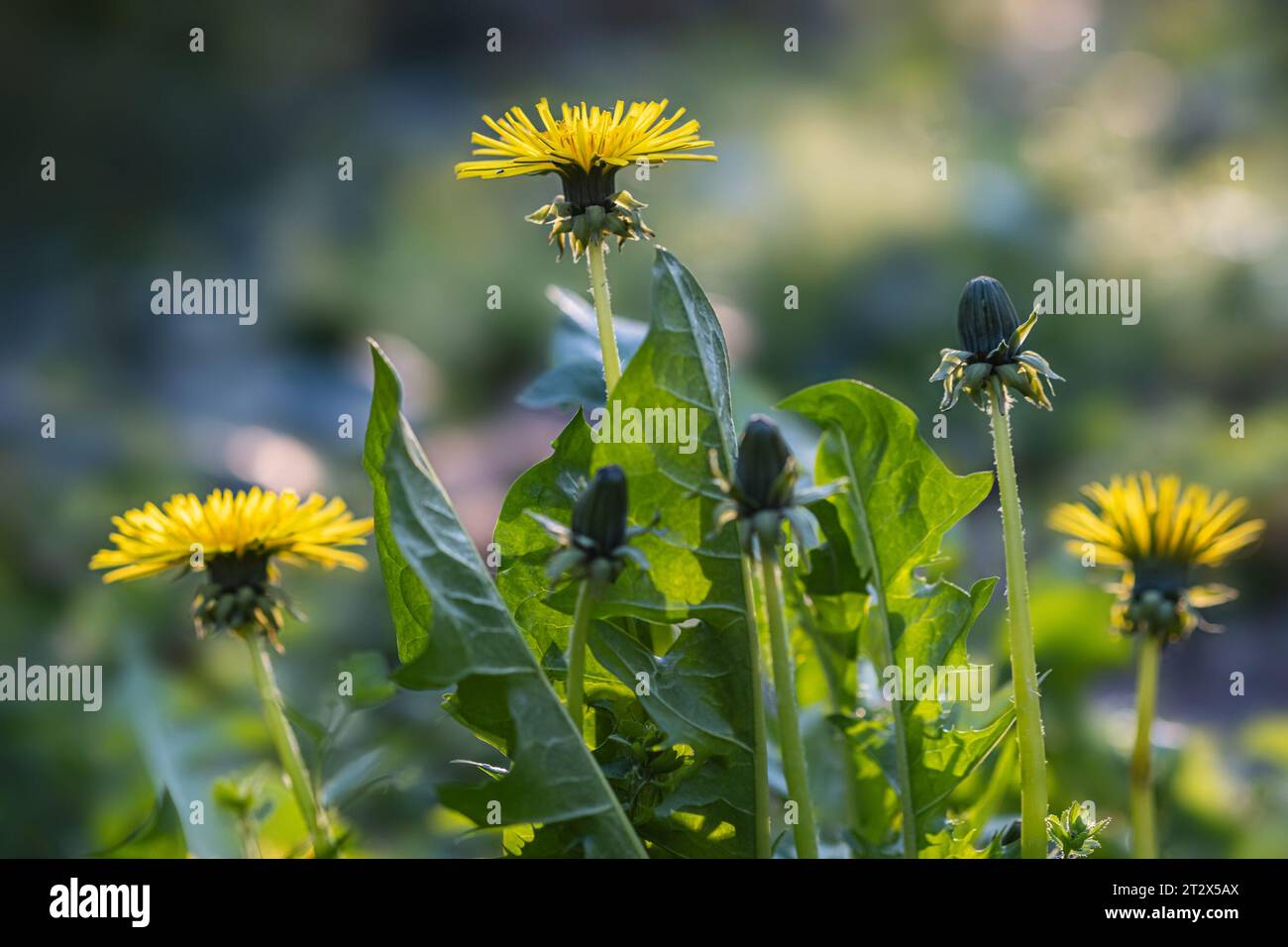 Beautiful flowers of yellow dandelions in nature in warm summer or spring on meadow in sunlight, selective focuse, German nature. Stock Photo