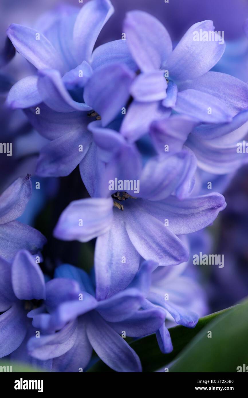 Hyacinthus orientalis, the common hyacinth, garden hyacinth or Dutch hyacinth closeup with selective focus. Stock Photo