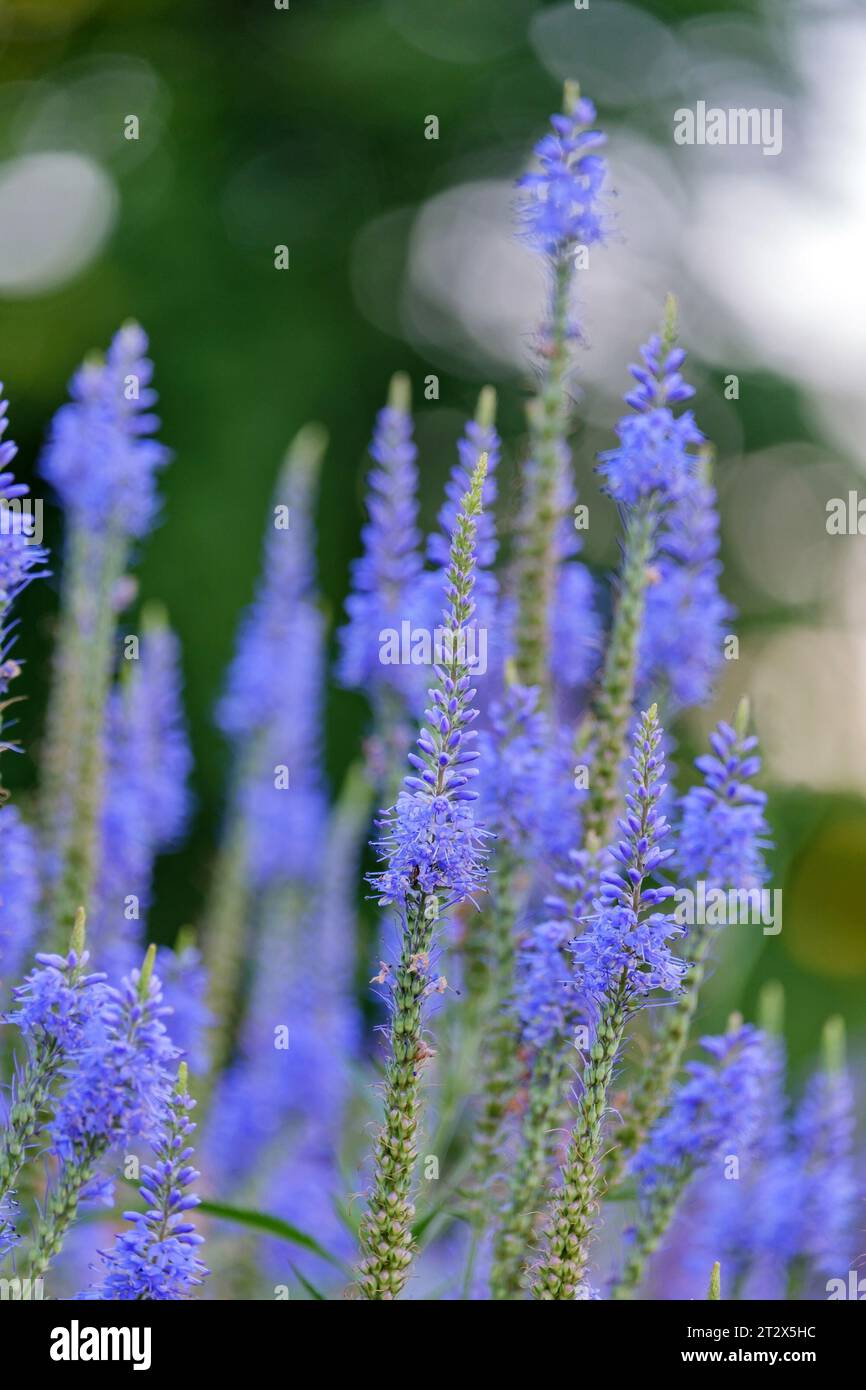 Veronica longifolia blauriesin or speedwells blue flowers selective focus. Stock Photo