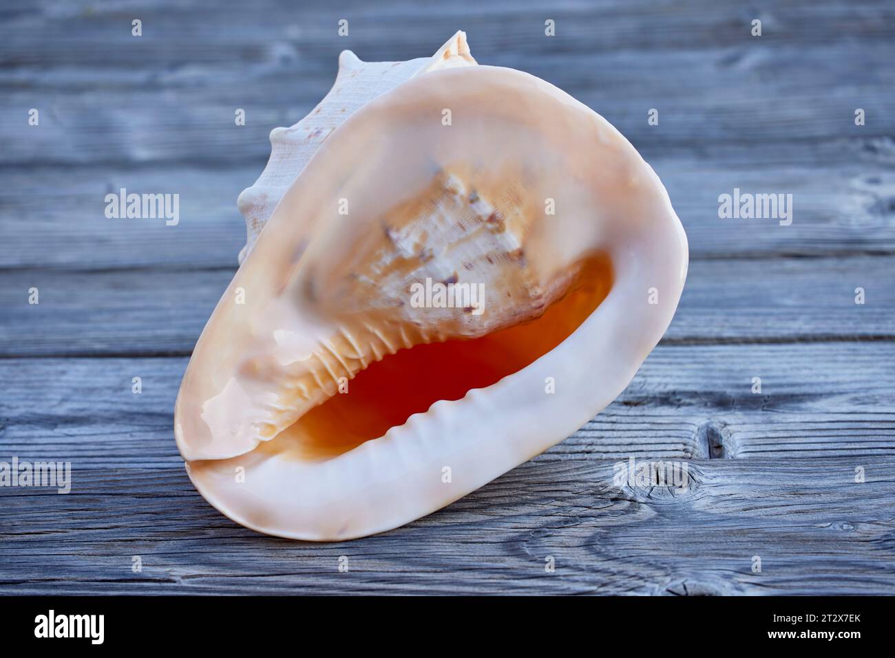 Large Pink Conch Shell on Weathered Wood Stock Photo - Alamy
