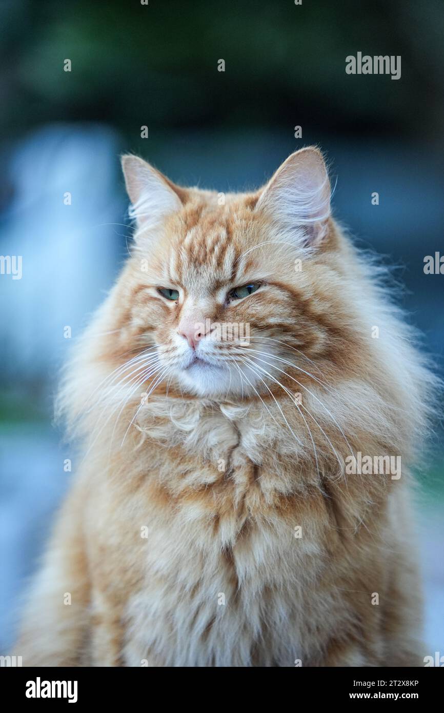 Tabby cat stretch hi-res stock photography and images - Alamy