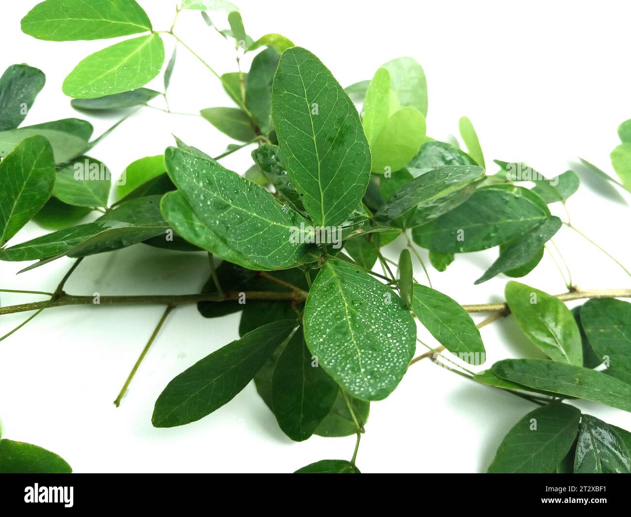 Close-up photo of blackbeads leaves isolated on white Background Stock Photo