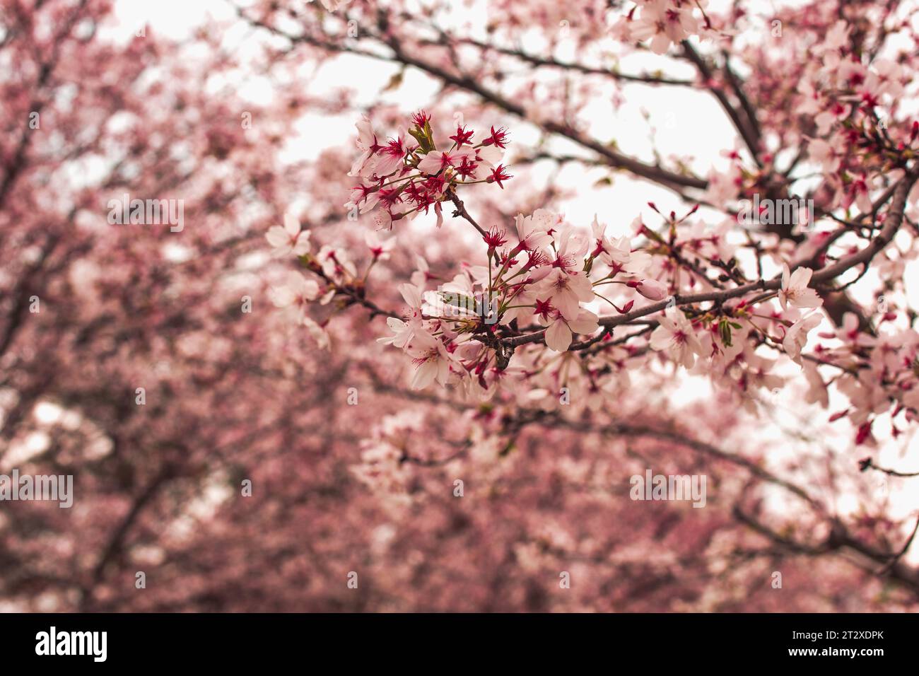 Beautiful spring flowering cherry tree (sakura). Shallow depth of field with a blurry background for a screen saver or website embed Stock Photo