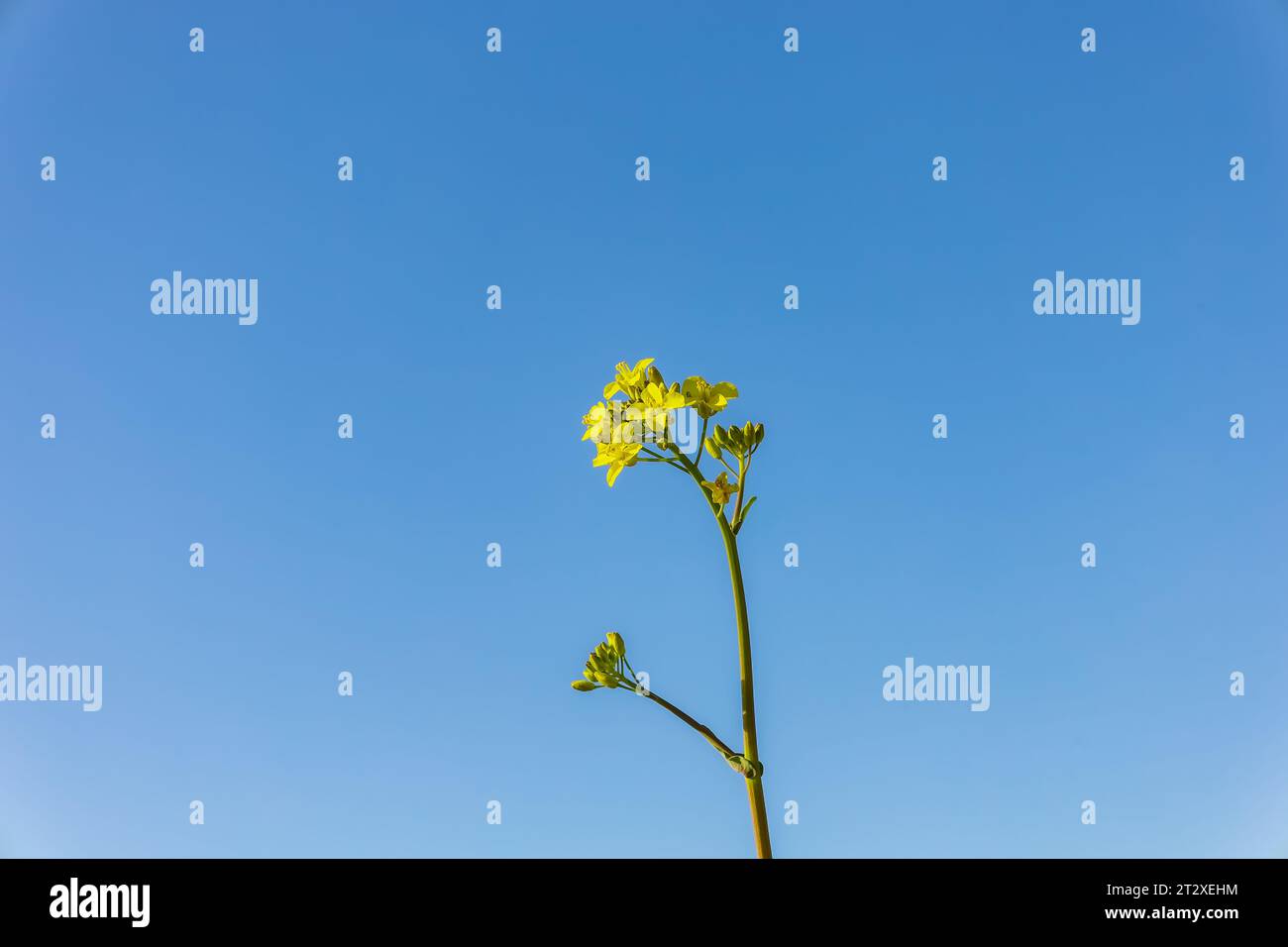 Flowers isolated to create a postcard and your ideas Stock Photo