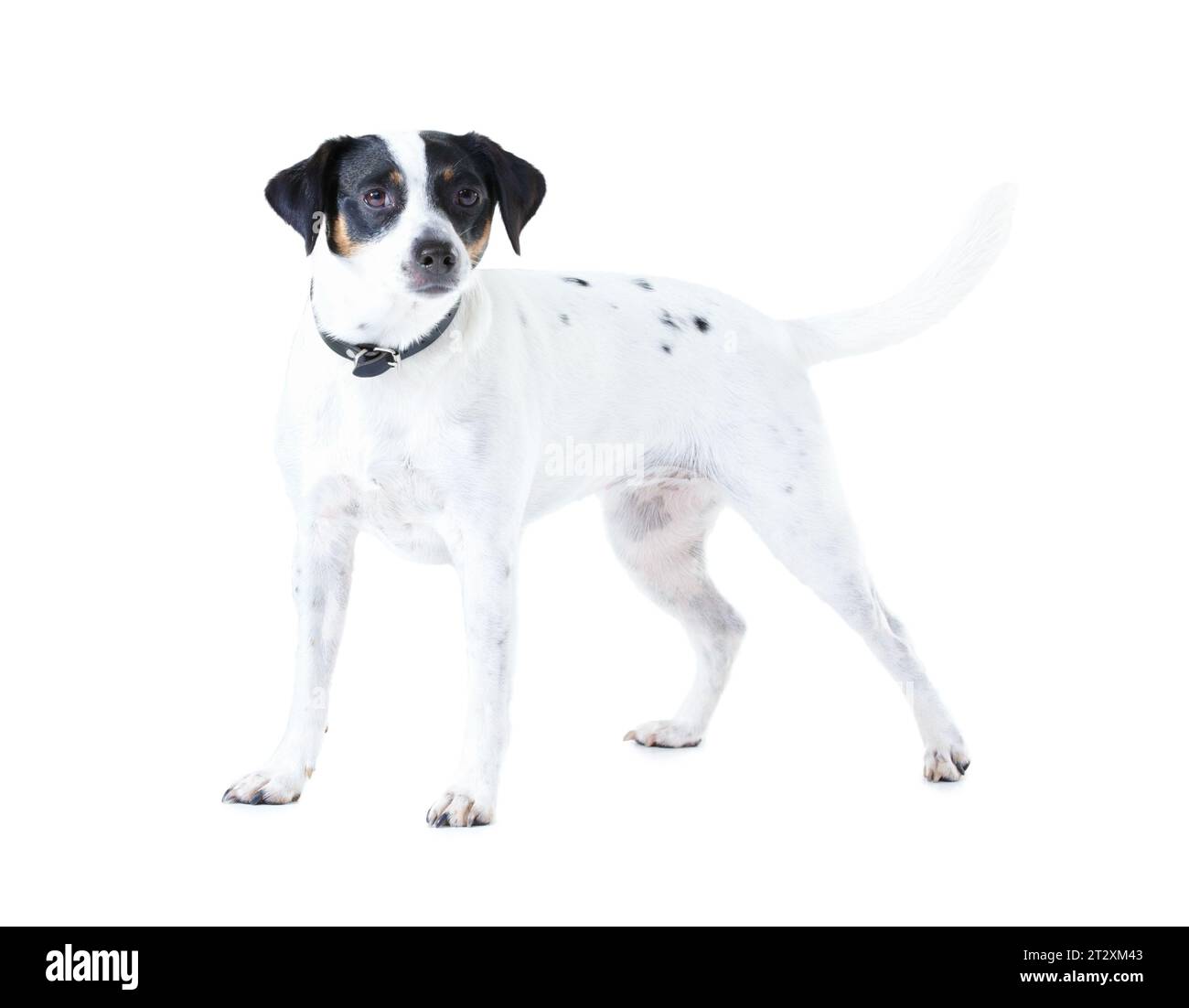 Jack Russell dog, studio and white background with pet care, healthy