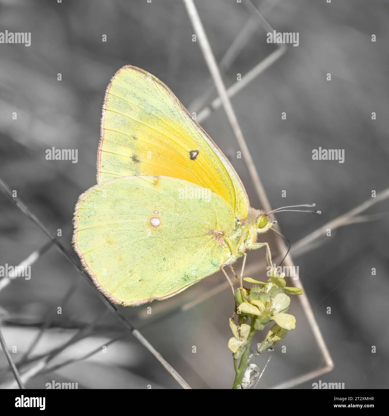 Orange Sulphur butterfly feeding on flower. Shoreline Lake and Park, Santa Clara County, California. Stock Photo