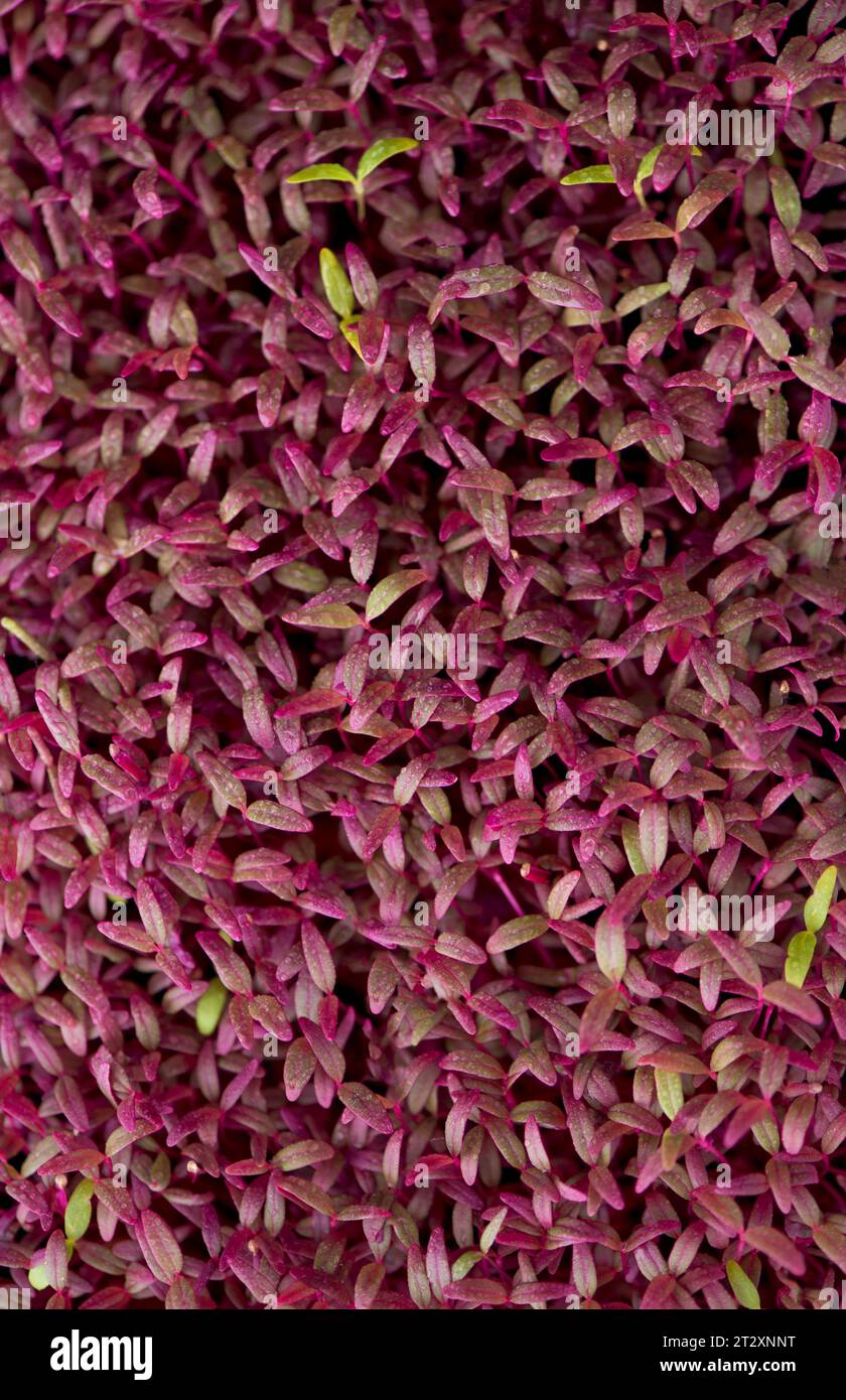 Healthy food concept, boxes with red amaranth microgreens, super food