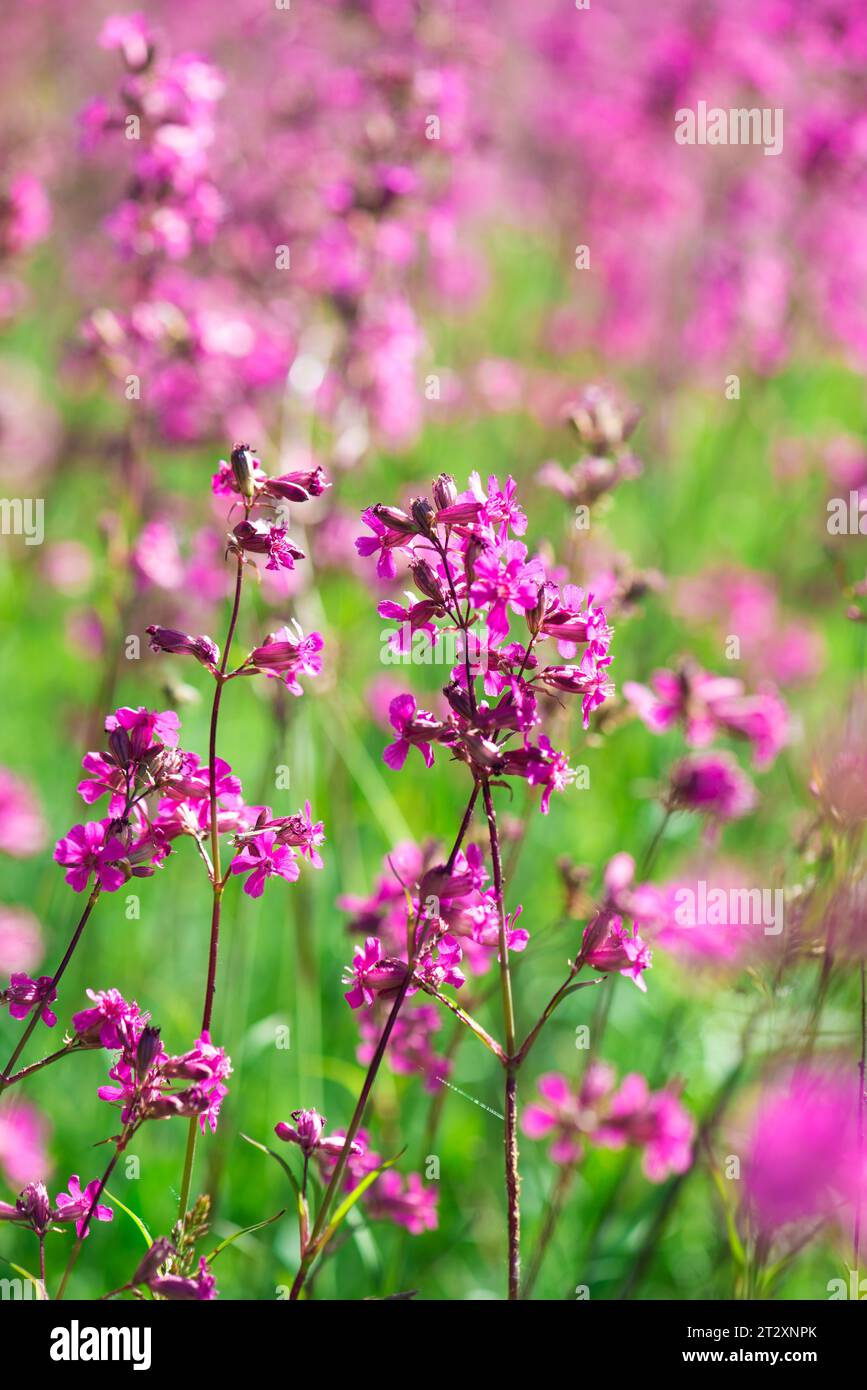 Bee willow 3 Stock Photo - Alamy