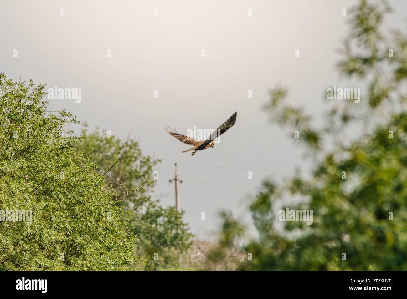 Bird Eastern Marsh Harrier (Circus spilonotus) in the wild Stock Photo ...