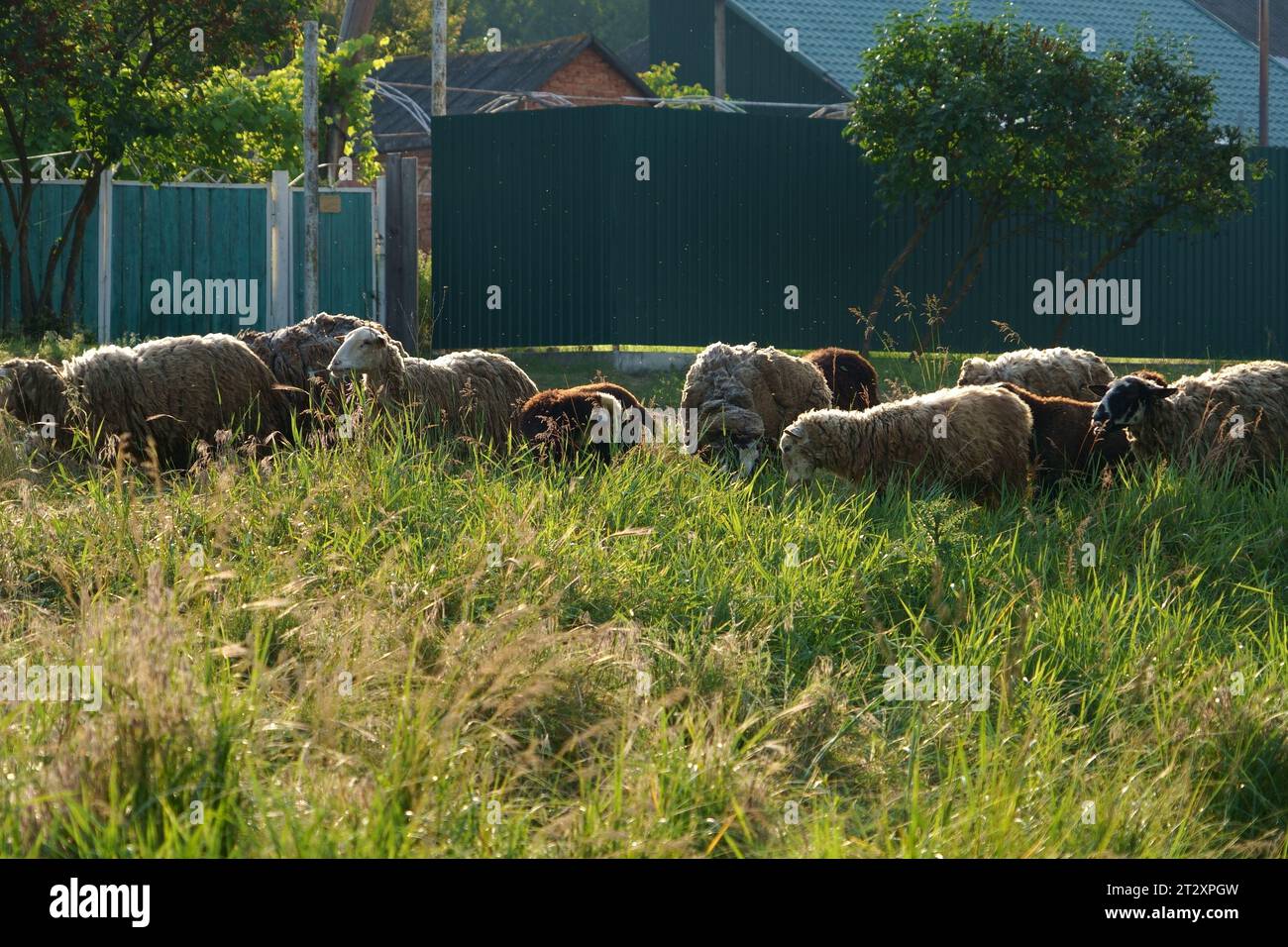 Grazing sheeps in a pasture near the farmhouse Stock Photo - Alamy