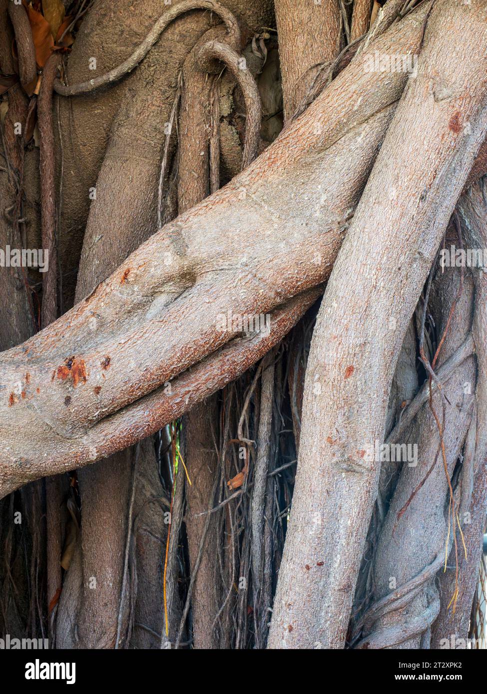 Close-up of the trunk of a hundred-year-old ficus tree Stock Photo