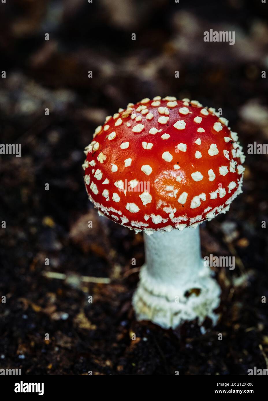 Fly Agaric fungi in the ancient woodland of Piddington Wood  in Buckinghamshire. Stock Photo