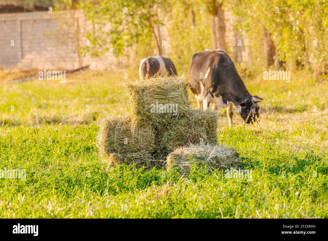 Agriculture. Farming area with organic food for cows and rams (livestock). Hayloft Stock Photo