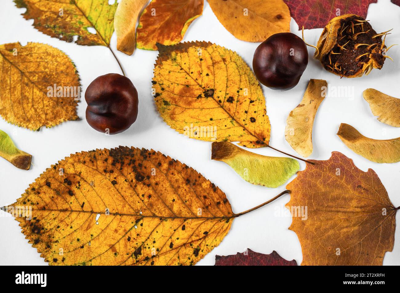 Warm autumn color flat lay of dried autumn leaf, samaras and chestnut on white background. Seamless abstract background. Can be used as wallpaper, wra Stock Photo