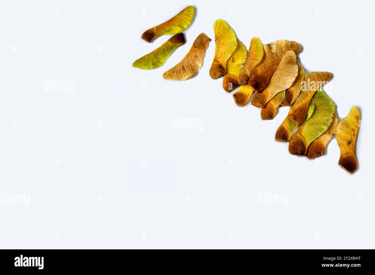 Oblique row of many golden autumn color dried maple seed (maple key ...