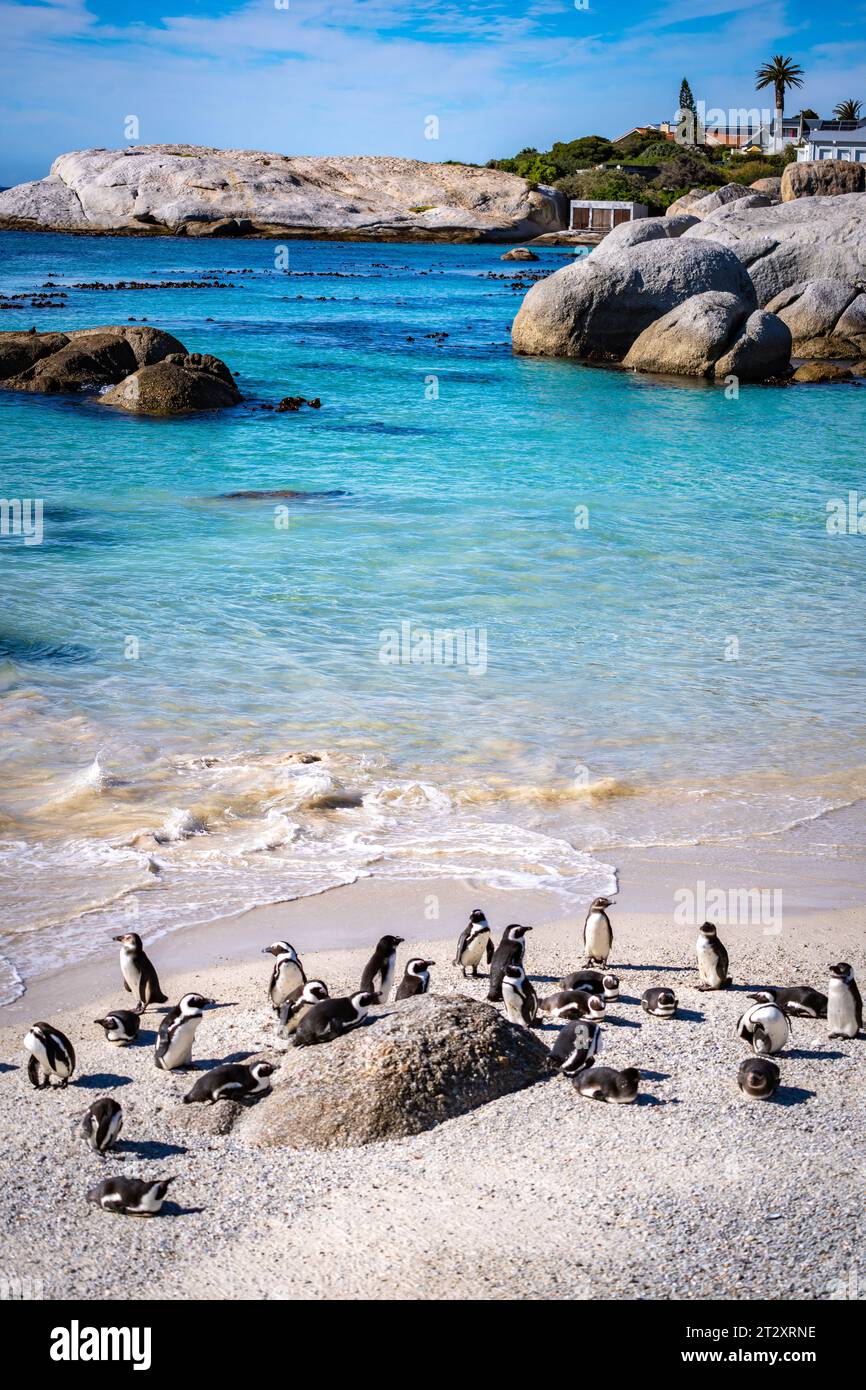 Boulders Beach Penguin Colony In Cape Town South Africa Stock Photo Boulders Beach Penguin Colony In Cape Town South Africa Stock Photo