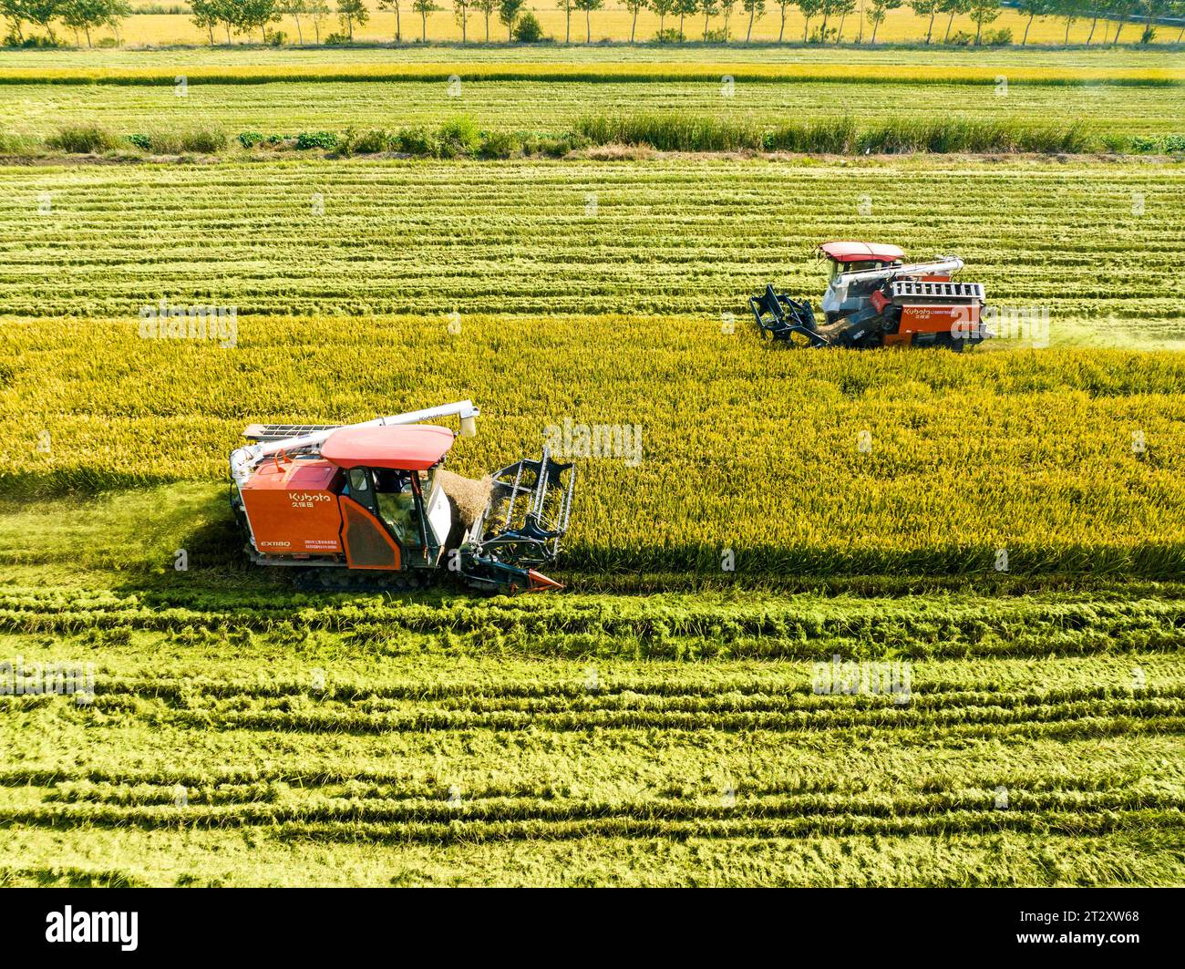 Machines harvesting rice field hi-res stock photography and images - Alamy