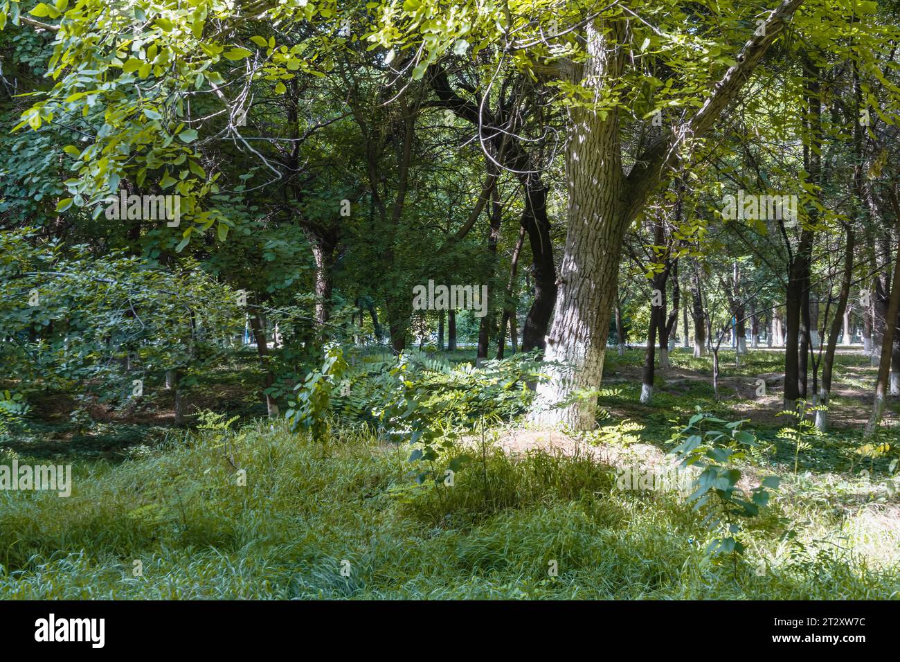 Background with a view of the trees in the park Stock Photo - Alamy
