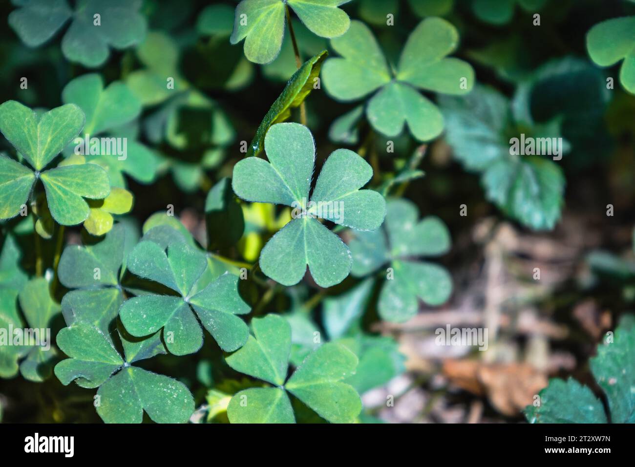 Green 4 leaf clover hi-res stock photography and images - Alamy