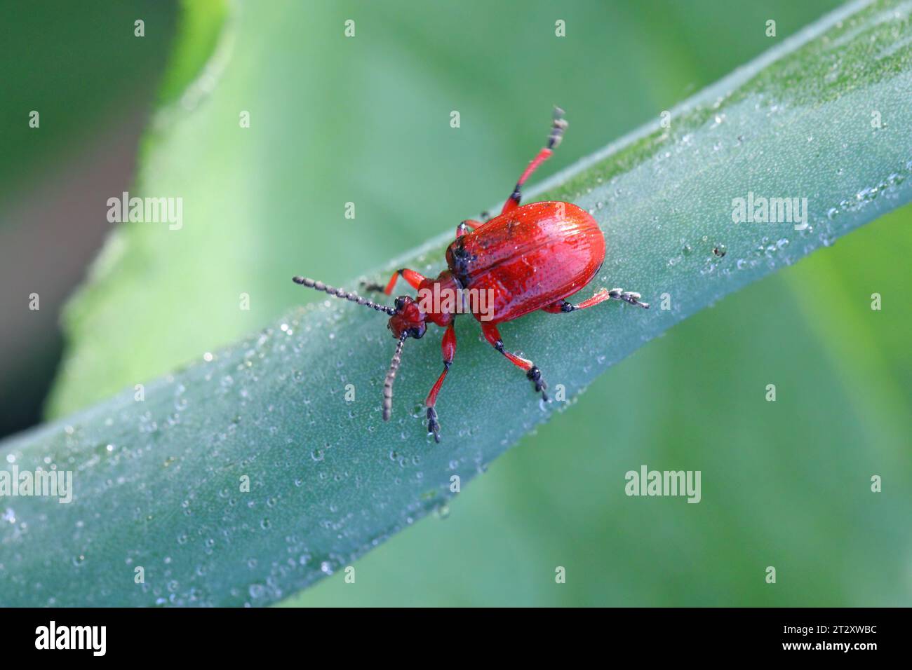 Onion beetle, latin name is Lilioceris merdigera. A beetle of family Chrysomelidae, commonly known as leaf beetles, a pest of onions, chives, leeks... Stock Photo