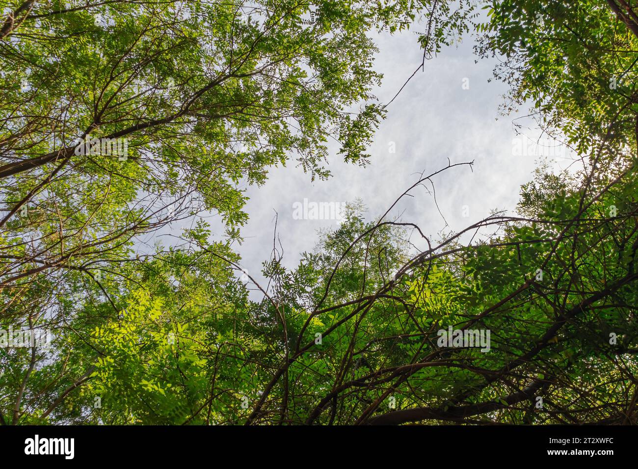 Background with a view of the trees in the park Stock Photo - Alamy