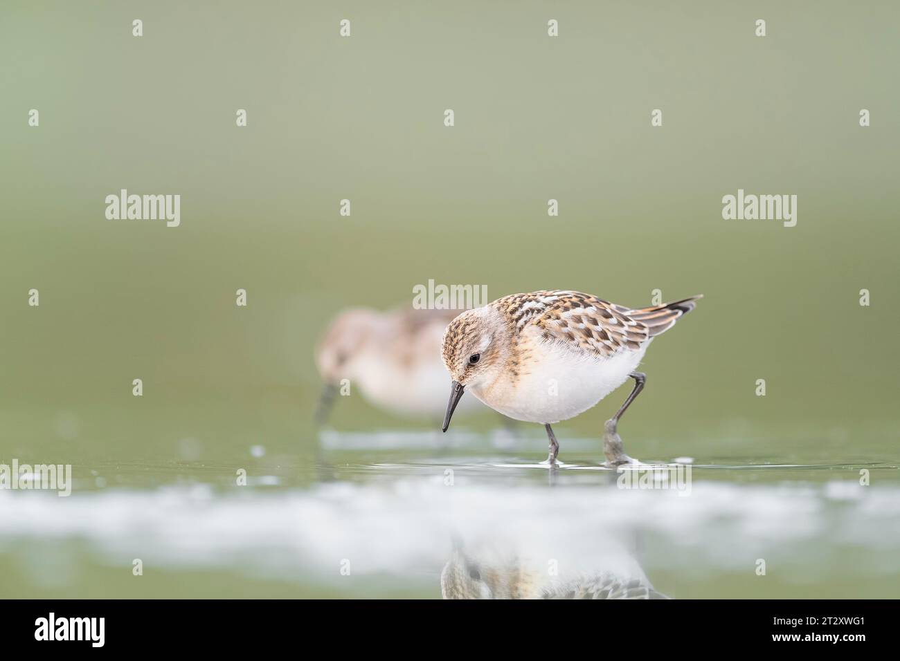 Spring scener hi-res stock photography and images - Alamy