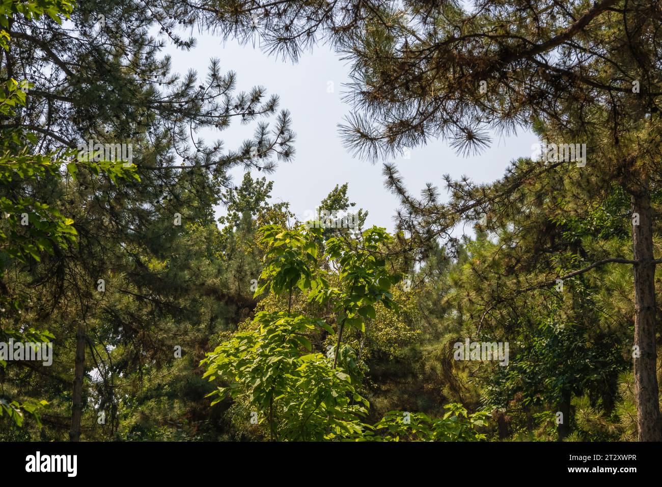 Background with a view of the trees in the park Stock Photo - Alamy