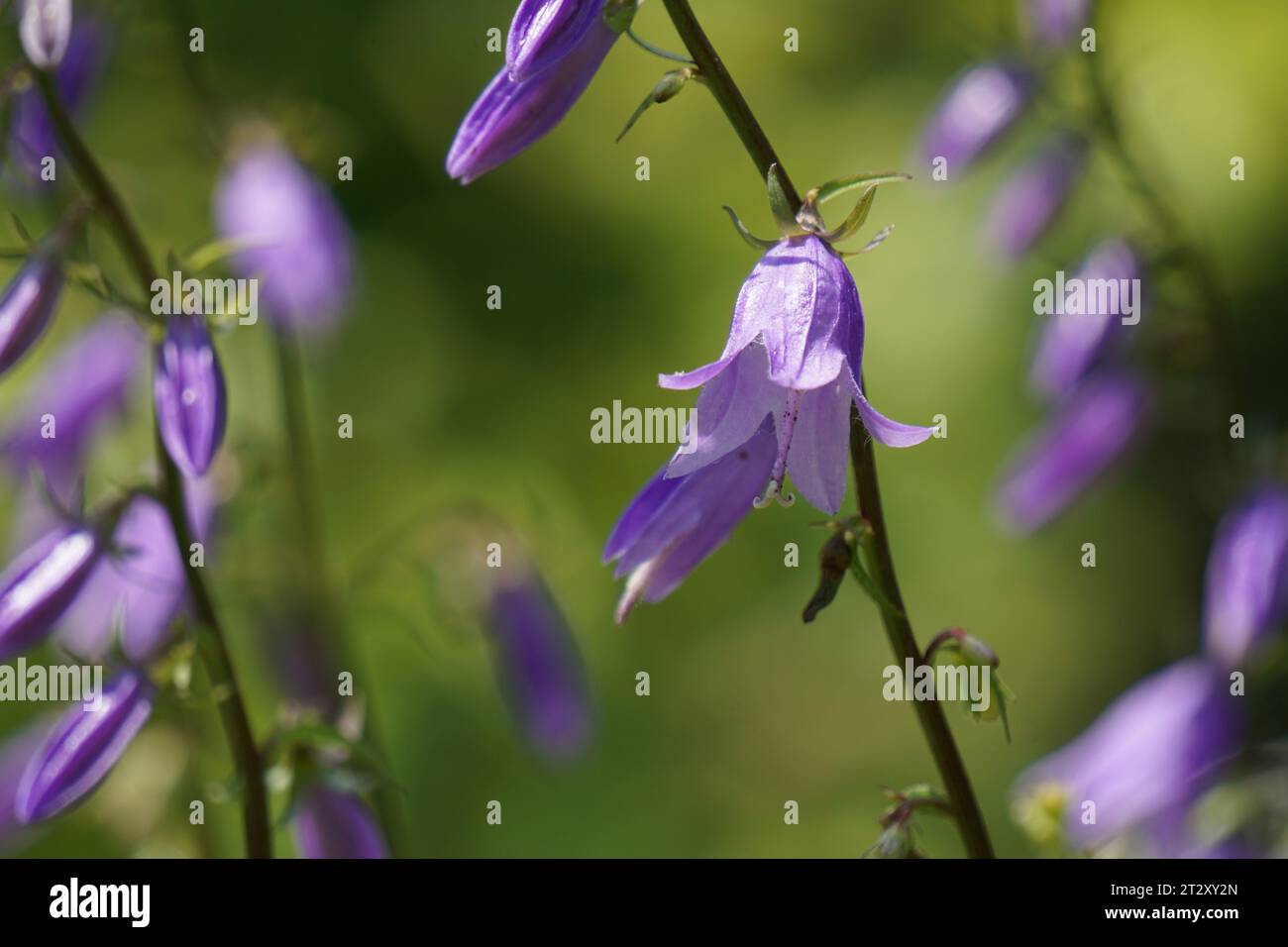 Close up of purple bellflowers in summer Stock Photo