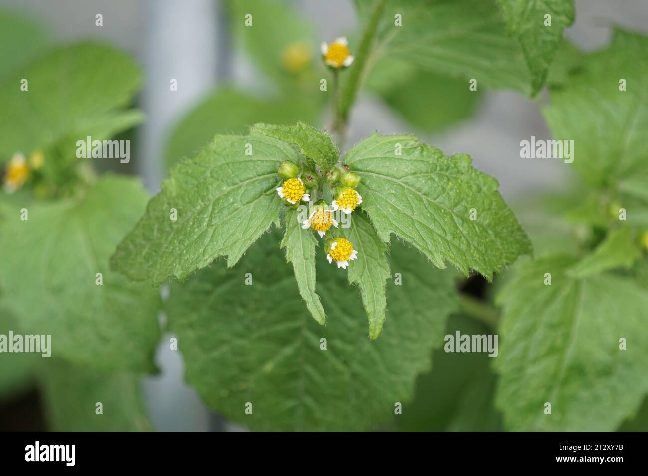 Edible weed hi-res stock photography and images - Alamy