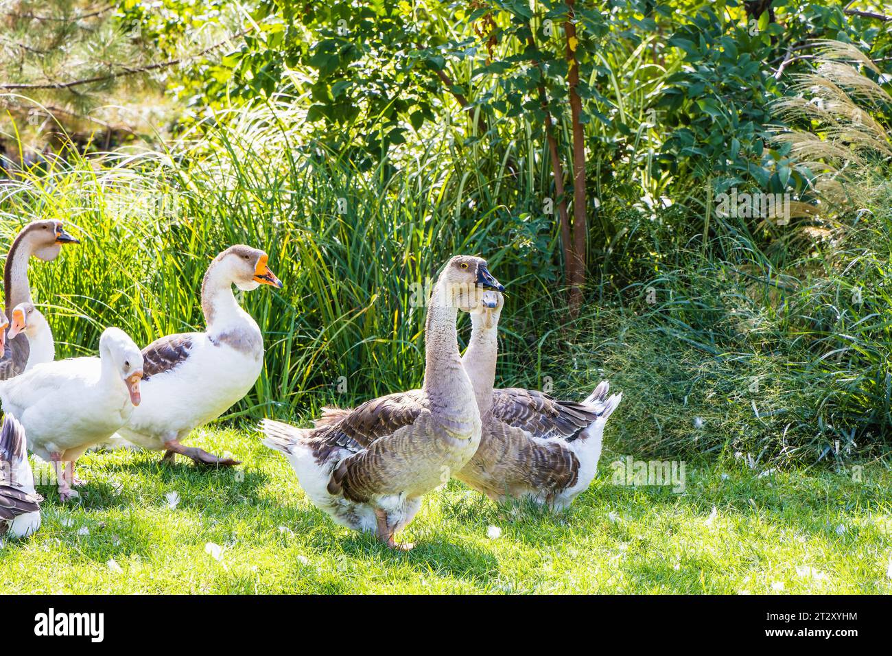 Poultry with valuable meat and a source of nutrients Goose. Free