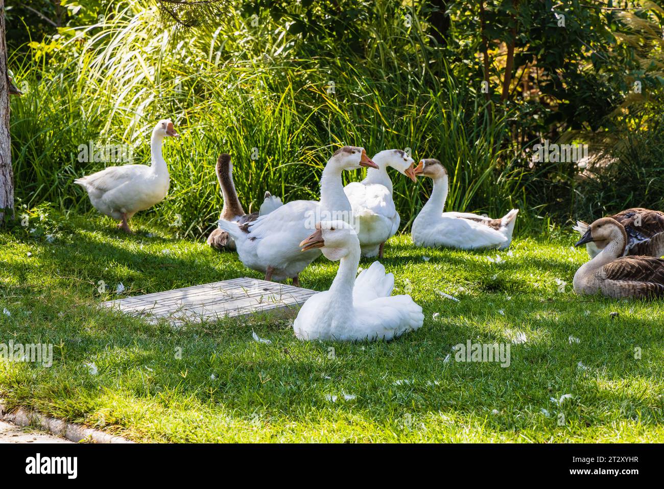 Poultry with valuable meat and a source of nutrients Goose. Free