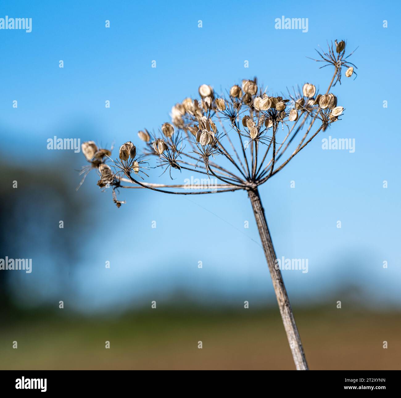 The head of a Giant Hogweed (Heracleum mantegazzianum) plant showing the seeds on a cold winter’s day against a clear blue winter sky Stock Photo