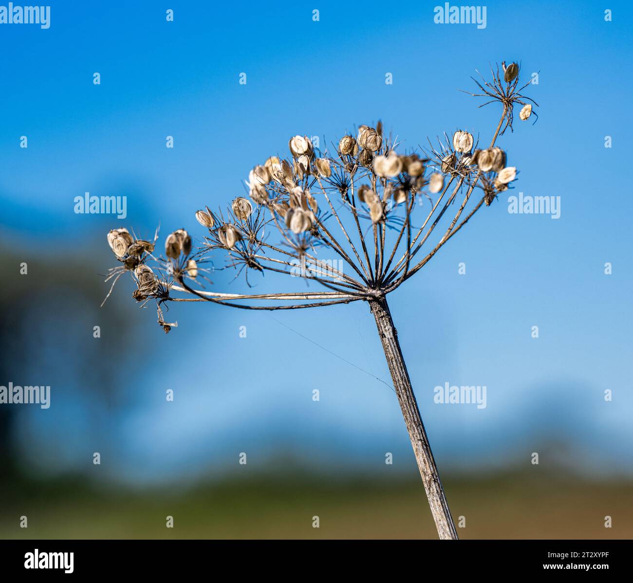 The head of a Giant Hogweed (Heracleum mantegazzianum) plant showing the seeds on a cold winter’s day against a clear blue winter sky Stock Photo