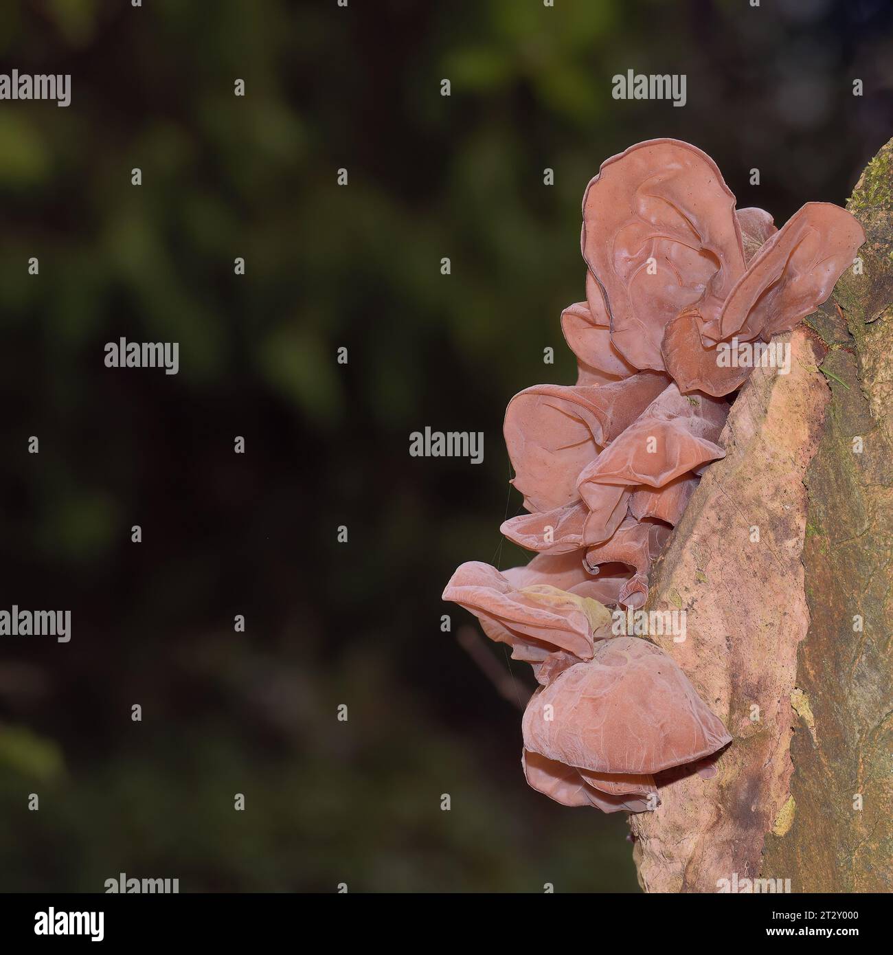 Jelly Ear (Auricularia auricula-judae) Fungus on Tree,Germany Stock Photo