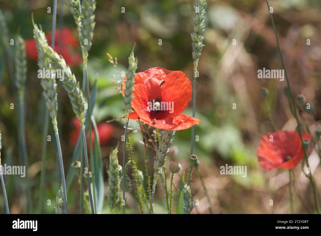 Poppies and ear of wheat seen from up close Stock Photo - Alamy