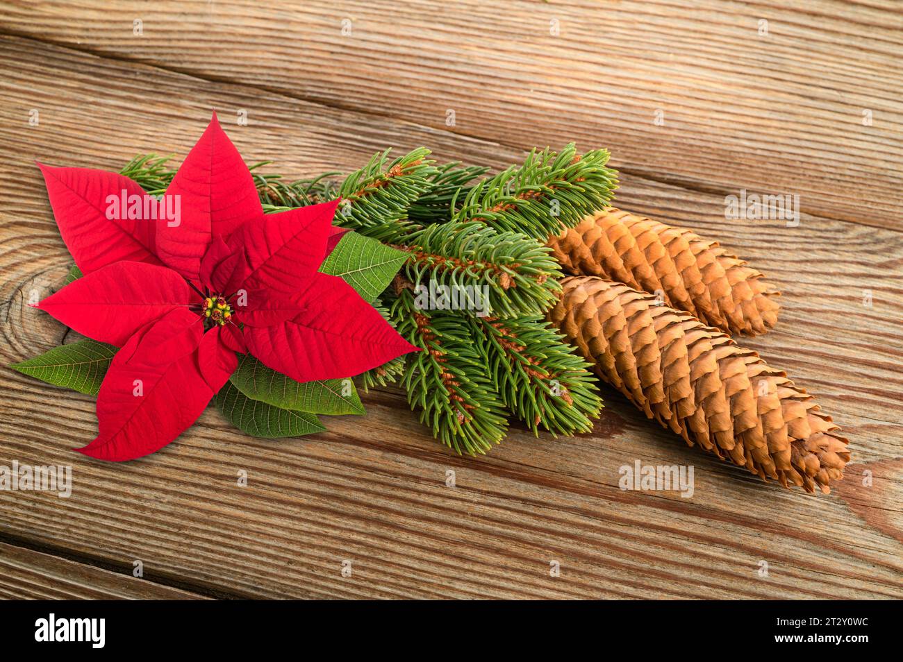 Spruce branch with cone and poisettia flower on wood background Stock Photo