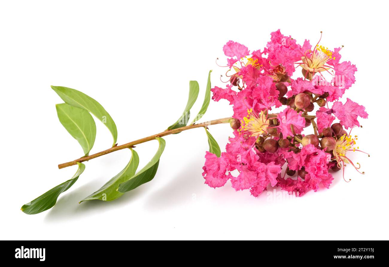 Crape myrtle flowers isolated on white background Stock Photo