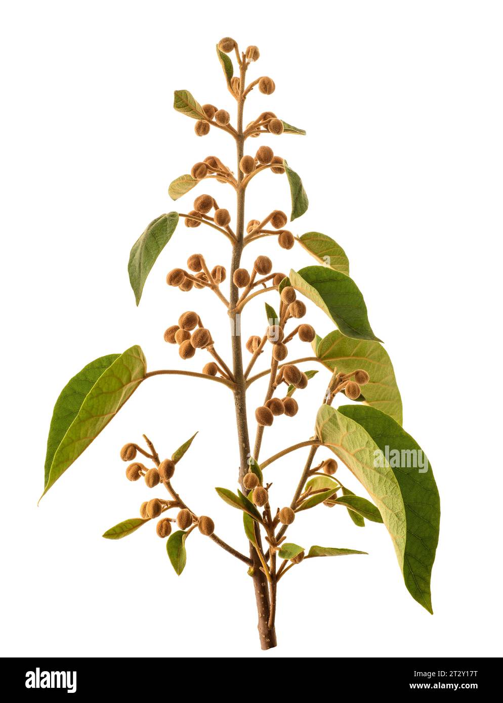 Empress tree branch with buds isolated on white stock photo alamy