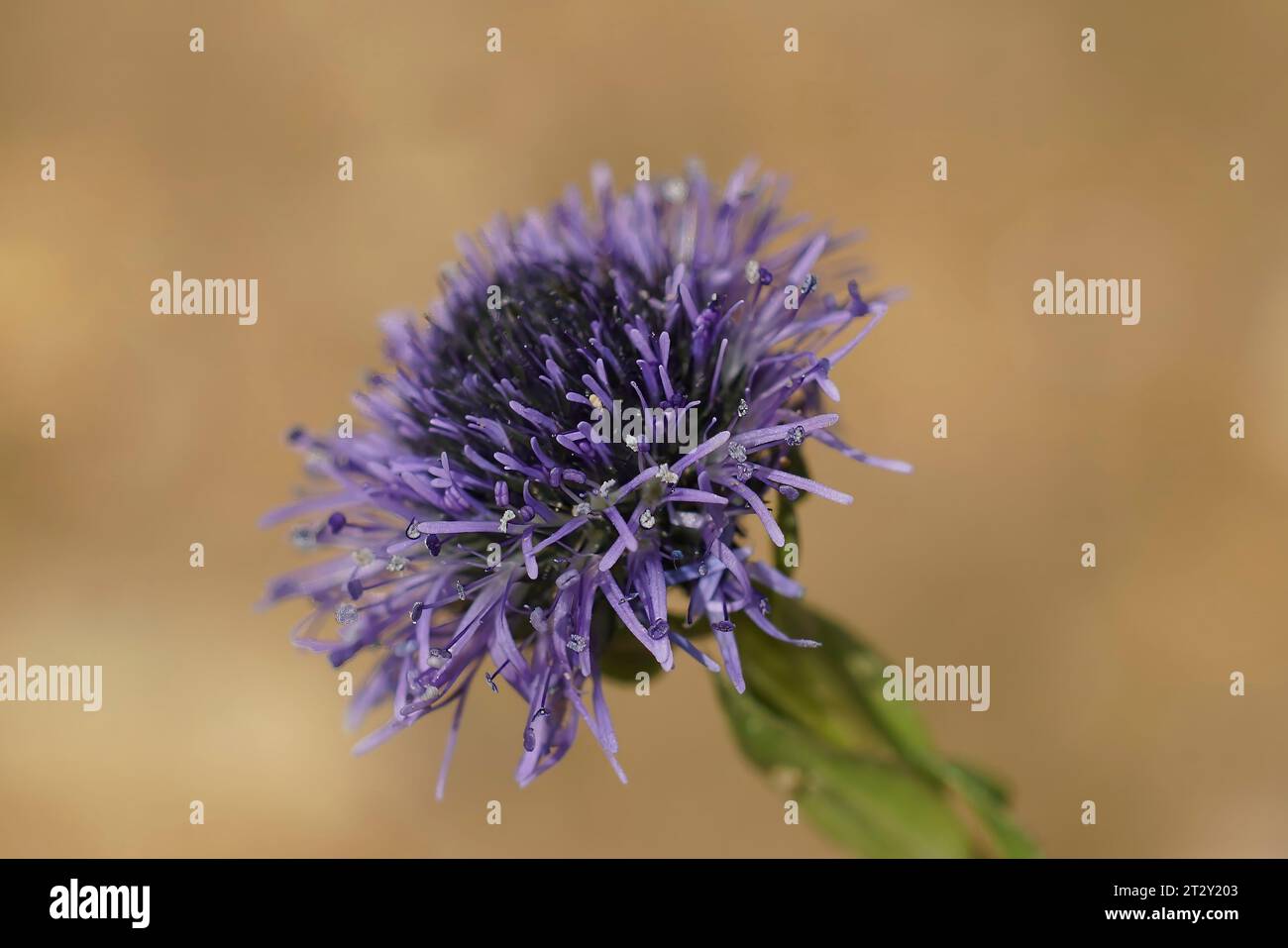 Natural closeup on the blue flower of the Common globularia Globularia vulgaris against a brown background Stock Photo