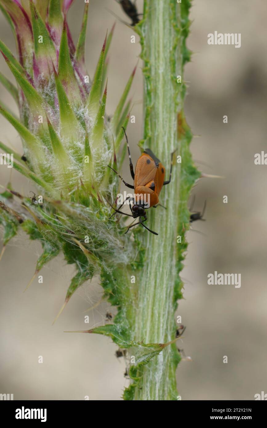 Natural closeup on a brown Miridae bug, Deraeocoris punctum from the Mediterranean Stock Photo