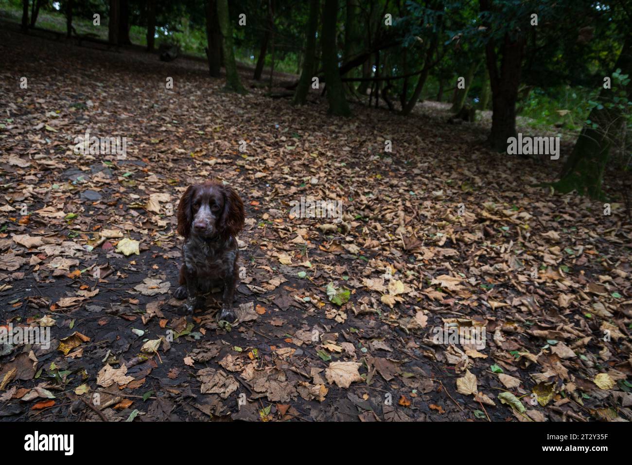 A cute Cocker spaniel puppy in the forest Stock Photo
