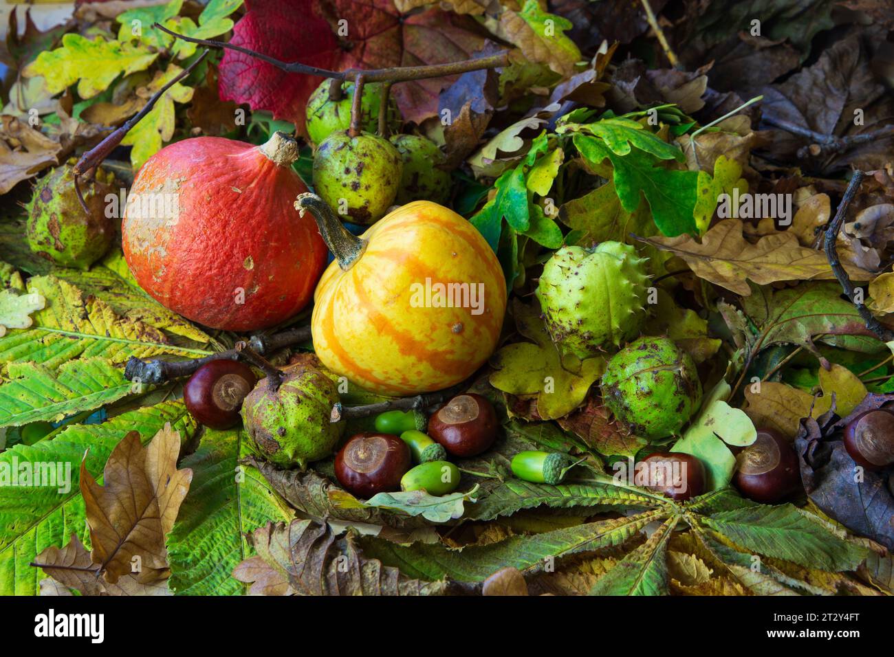 An autumn still life of pumpkins and fall leaves Stock Photo - Alamy