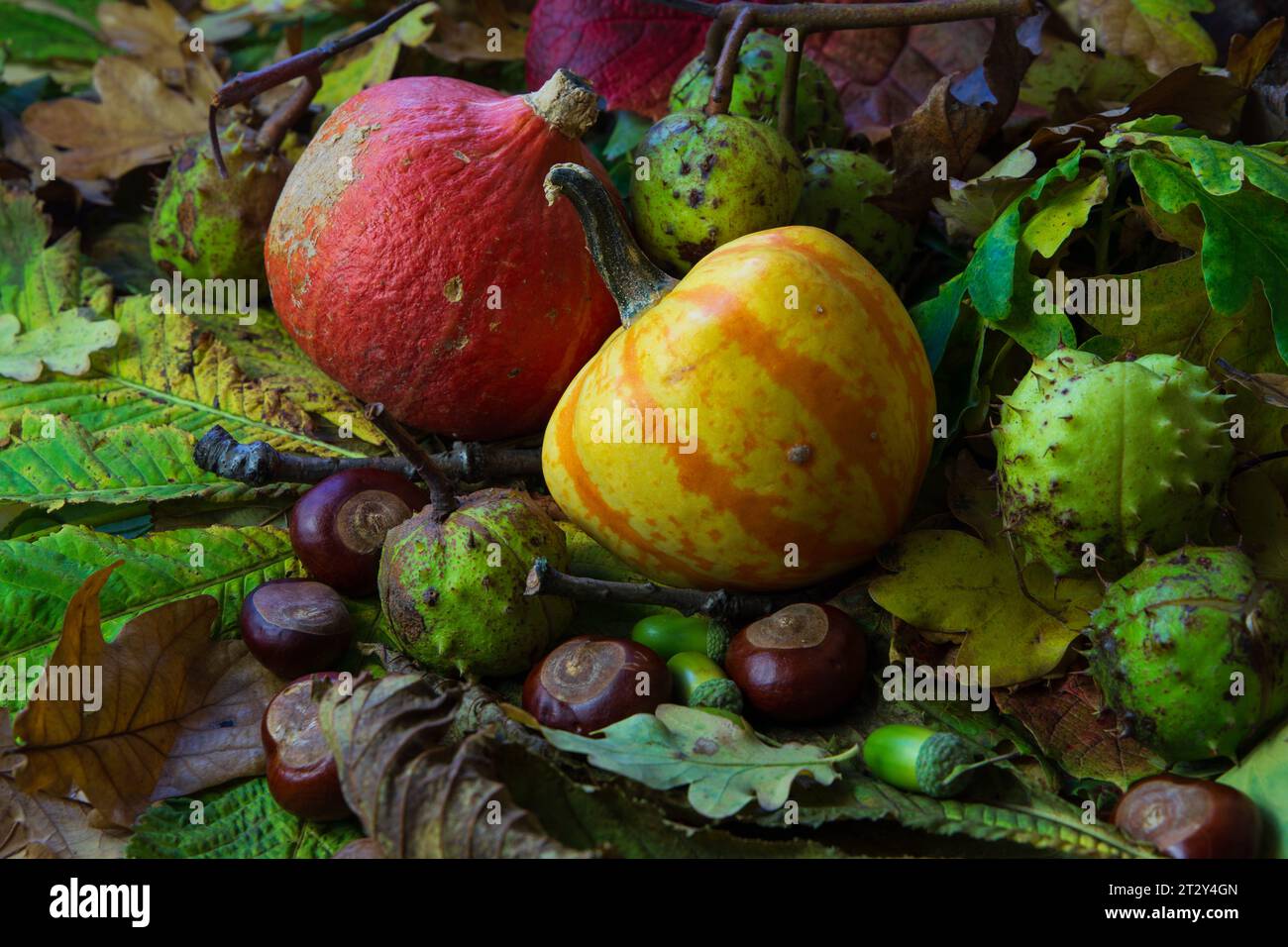 An autumn still life of pumpkins and fall leaves Stock Photo - Alamy