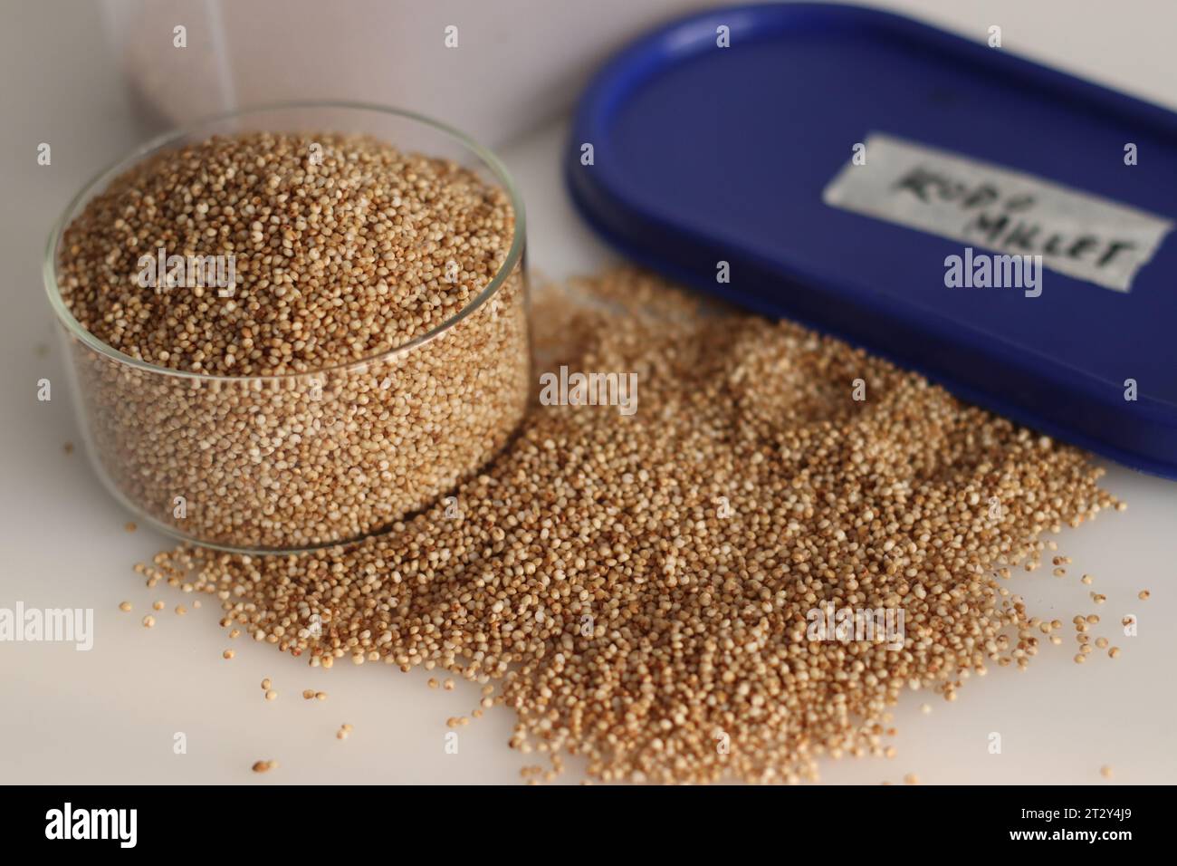 Closeup of kodo millet, a healthy grain, in a container and glass bowl filled to the brim, highlighting their wholesome and nutritious appeal. Perfect Stock Photo