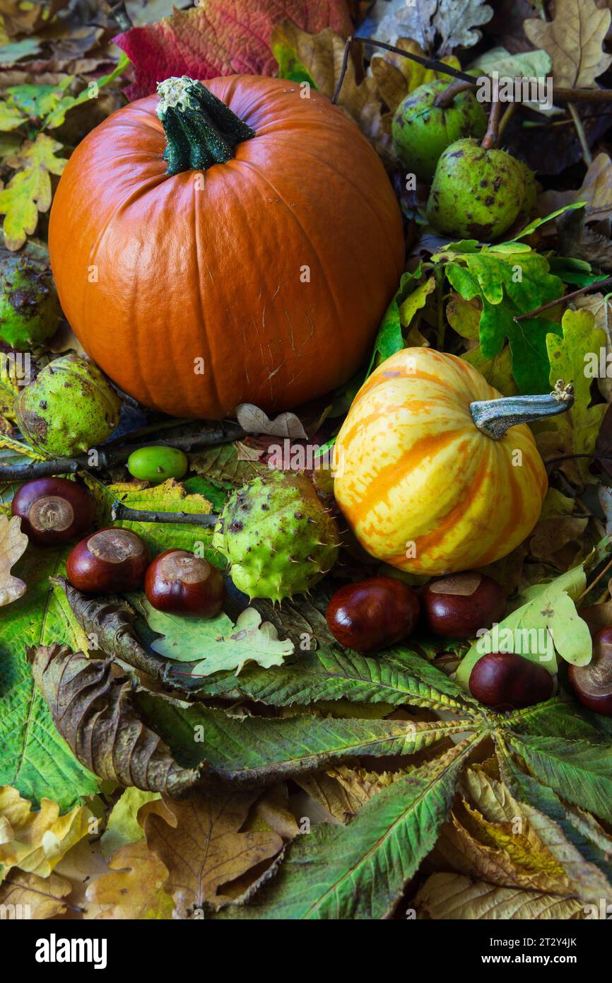 An autumn still life of pumpkins and fall leaves Stock Photo - Alamy